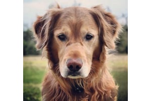 The Top 7 Things You Should Be Doing to Care for an Old Dog