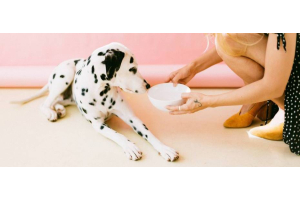 A Dalmatian is being offered a bowl of food by a person crouching on the right hand side of the image