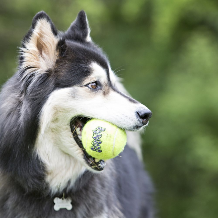 KONG SqueakAir Balls With Rope Dog Toy Medium VetShopMax