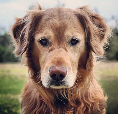 The Top 7 Things You Should Be Doing to Care for an Old Dog