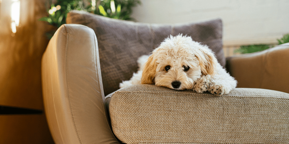 5 Reasons Your Dog is Probably Staring at You – Right Now