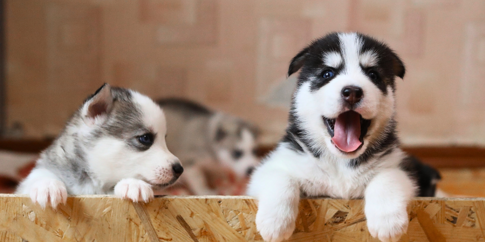 7 Things No One Tells You Before Getting a Dog