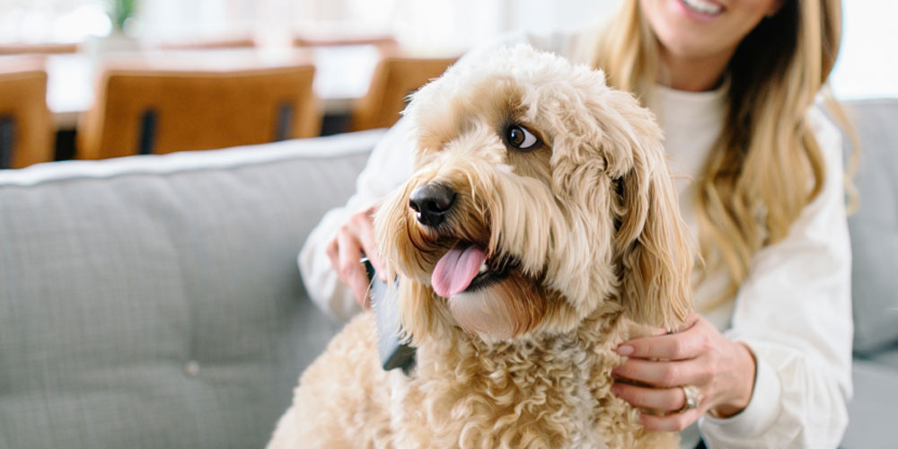 Are Hypoallergenic Dogs a Myth? What Pet Owners Need to Know