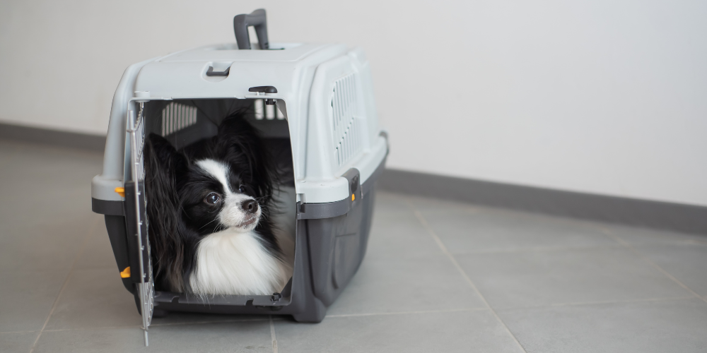 Small dog in travel carrier