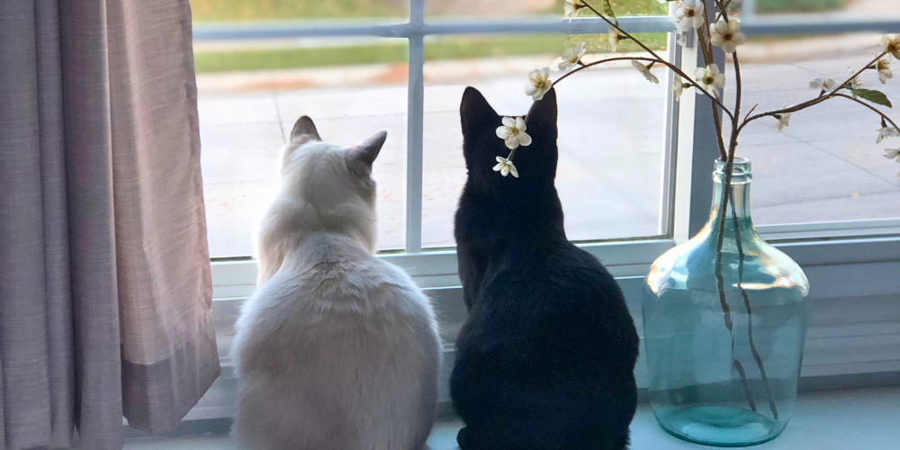 Can Pets Sense When You’re Coming Home? | VetShopMax