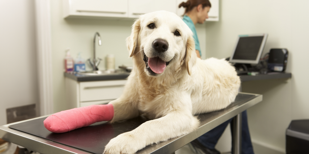 Common Summer Pet Emergencies: What To Do?