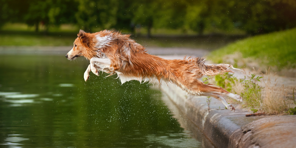 Do Dog Joint Supplements Really Work?