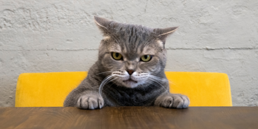 Do Pets Hold Grudges?