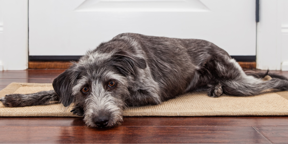 Does Your Dog Have Cabin Fever?