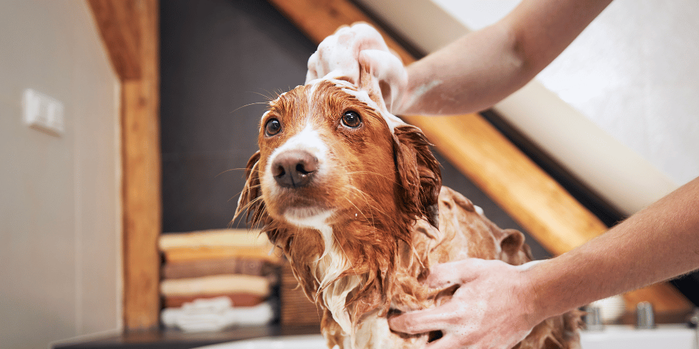 Dog Grooming Mistakes Everyone Has Made