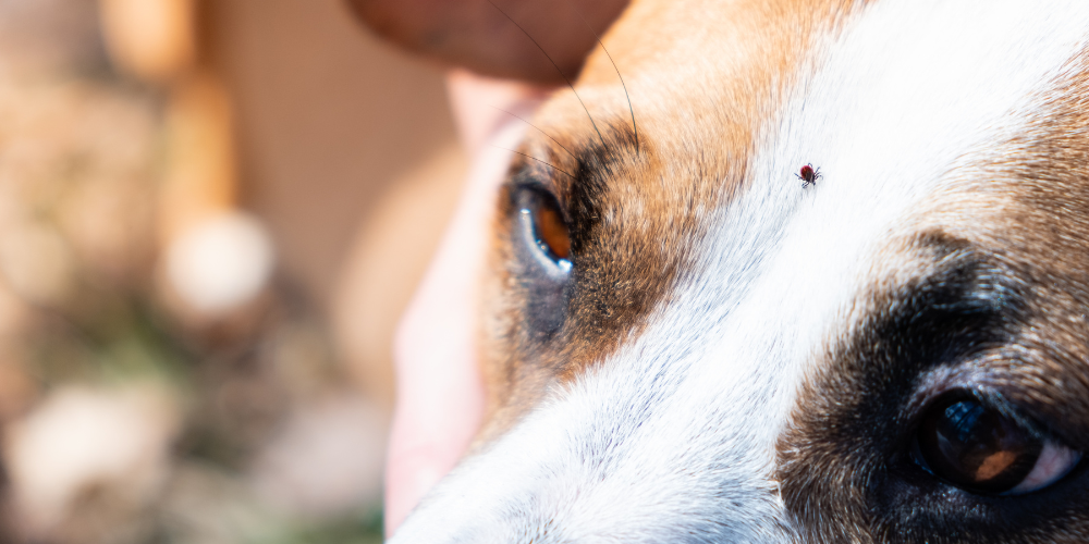 How to Remove a Tick Safely from Your Dog | VetShopMax
