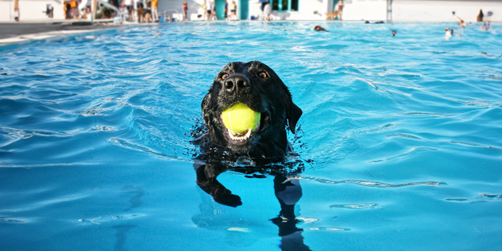 Can Dogs Swim in Pools? Safety Tips and Health Benefits