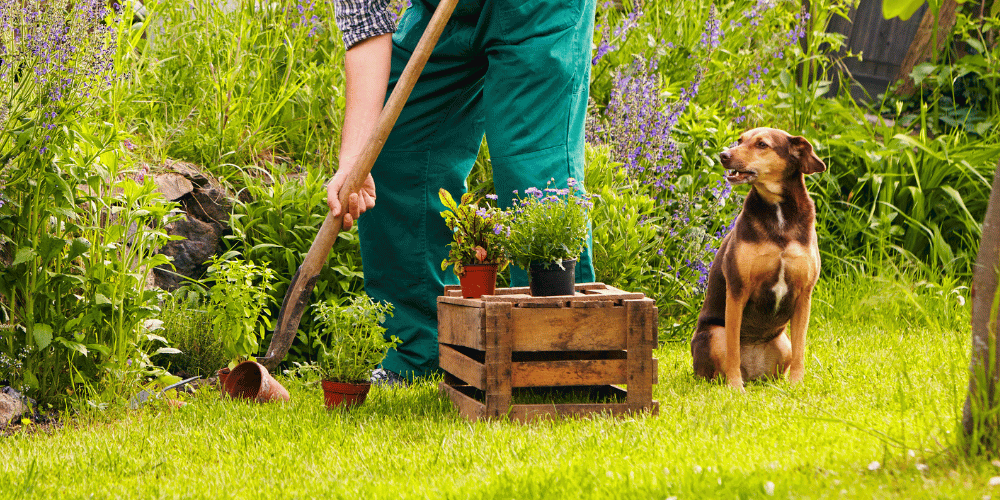 Our Guide to Pet-Safe Gardening