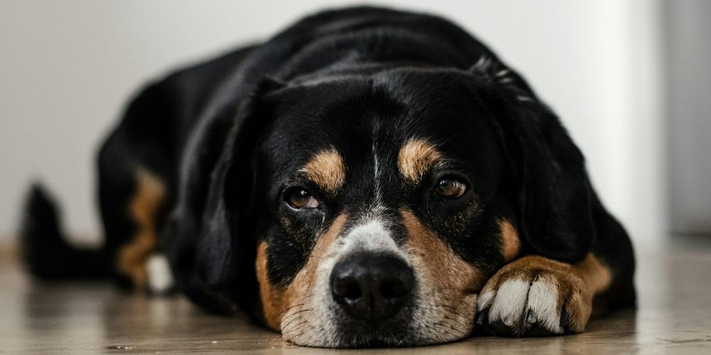 Sad Old Dog Laying Down
