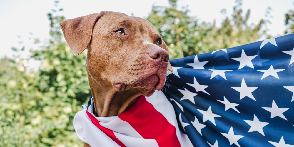 Our Ultimate Guide to Celebrating 4th of July with Your Pets