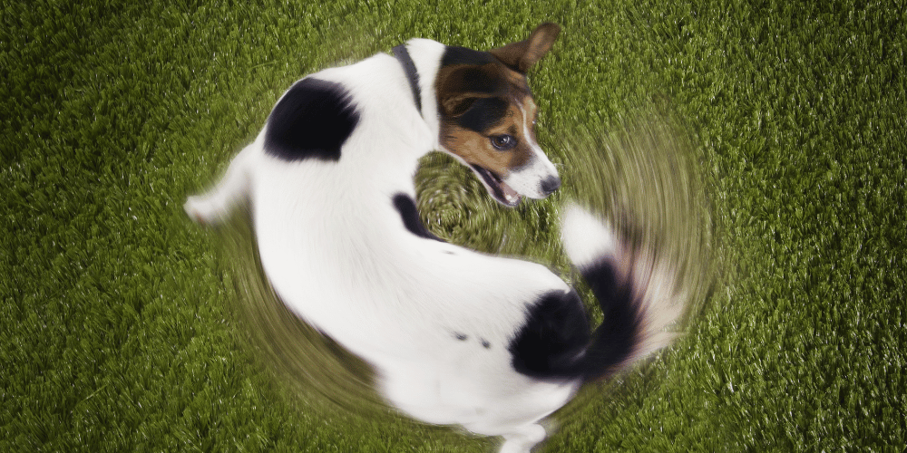 Dog chasing Tail