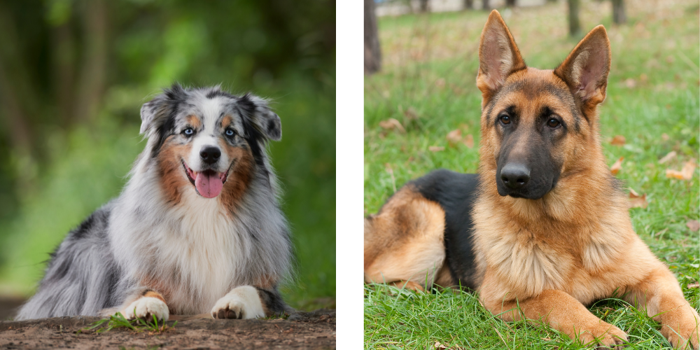 Australian Shepard and German Shepard