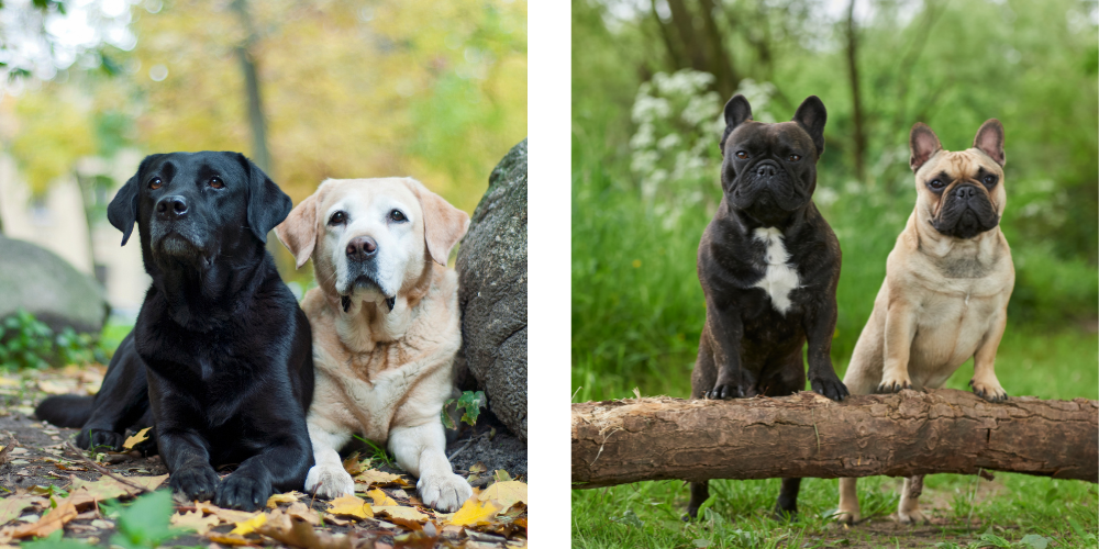 Labradores and French Bulldogs