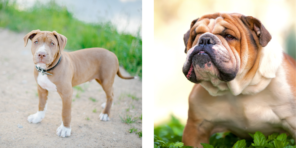 Pitbull and Bulldogs