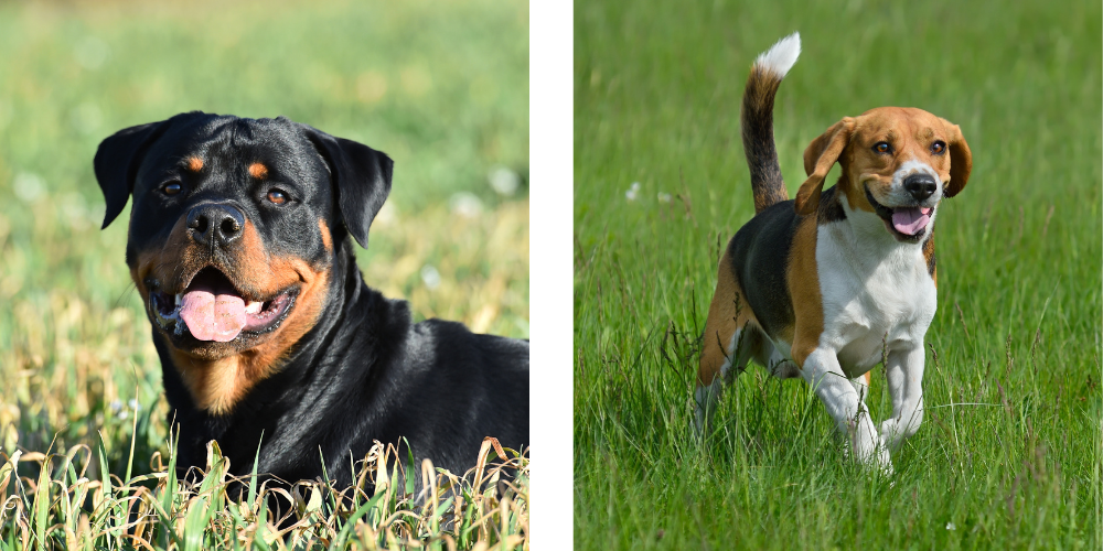 Rottweilers and Beagles