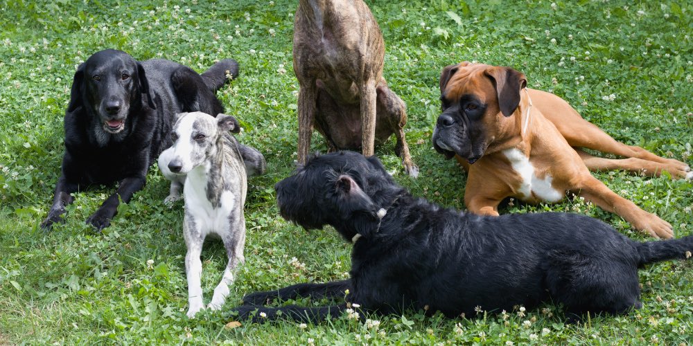 What's the Most Popular Dog Breed in Each US State?