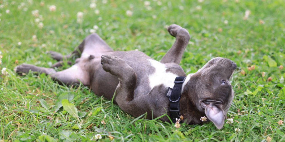 Speaking Dog: Deciphering Canine Body Language for a Stronger Bond