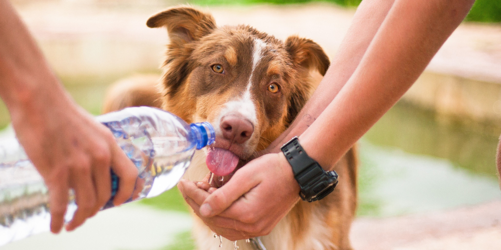 Tips for Keeping Your Pet Cool This Summer