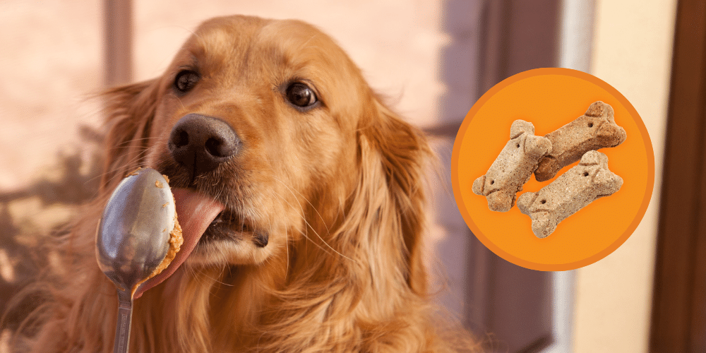 Why Do Dogs Love Peanut Butter?