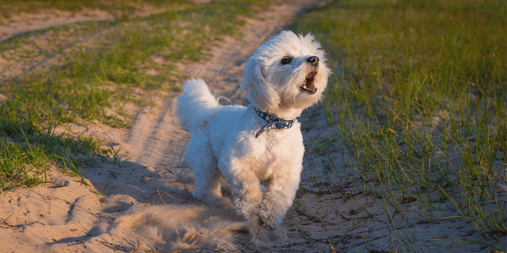 Training a Territoriality Aggressive Dog