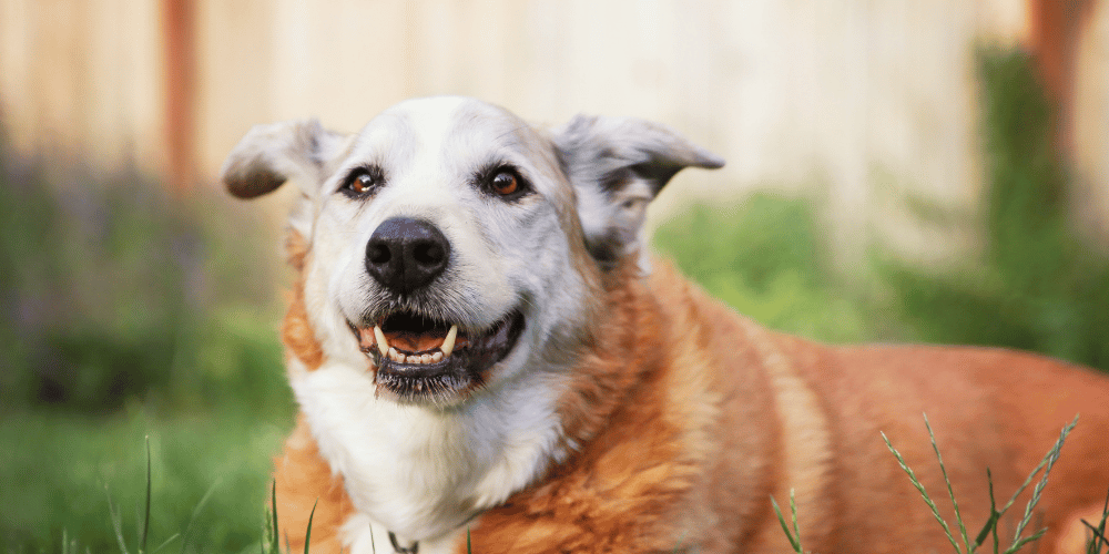 Dementia in Dogs