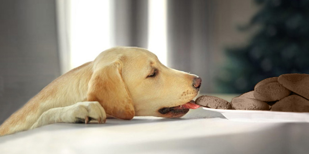 Why dogs can't eat chocolate