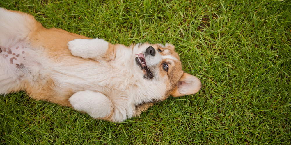 Seasonal Allergies in Pets: Signs, Symptoms, and Management