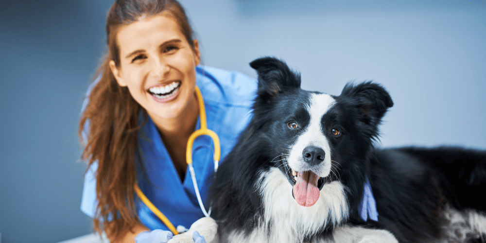 4 Things You Should Be Telling Your Vet But Aren’t
