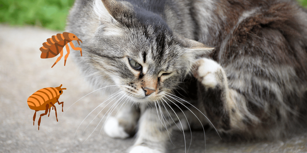 When Does Your State's Flea and Tick Season Start and End?