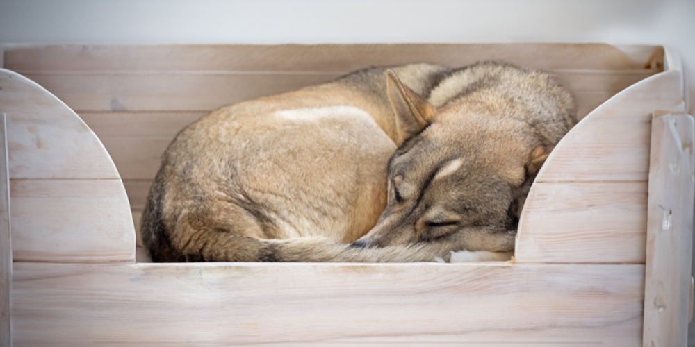 Why Do Dogs Circle Before Lying Down?