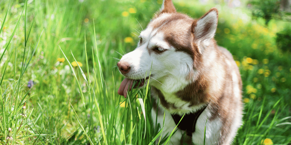 Dog eating grass