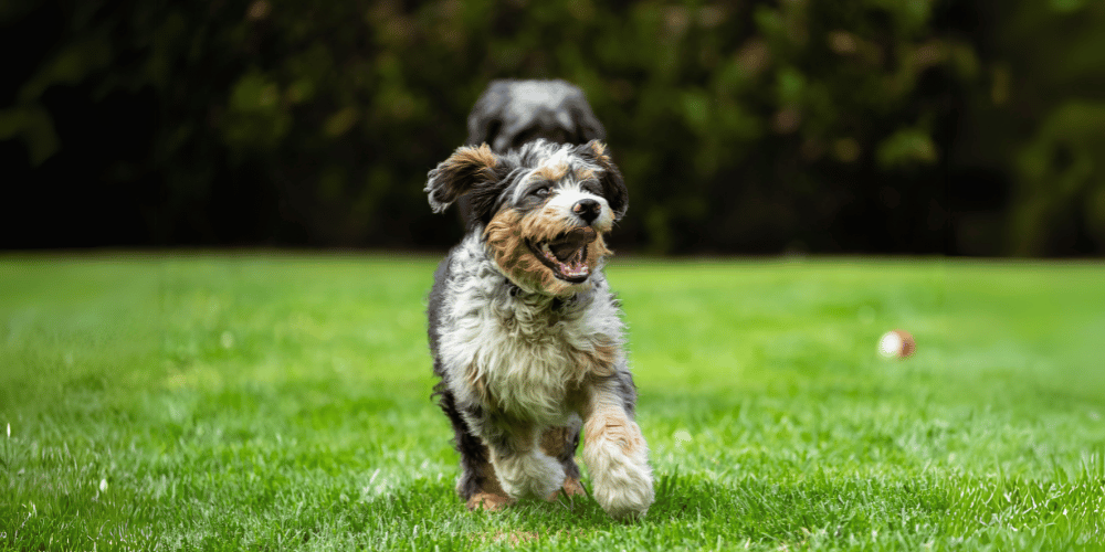 Why Dogs Wag Their Tails