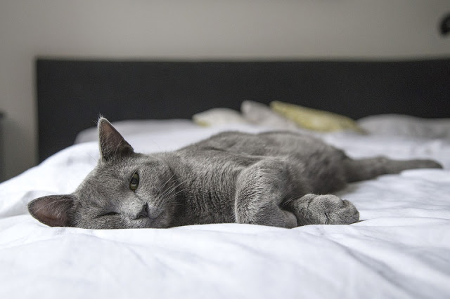 Why Cats Blink Their Eyes at You