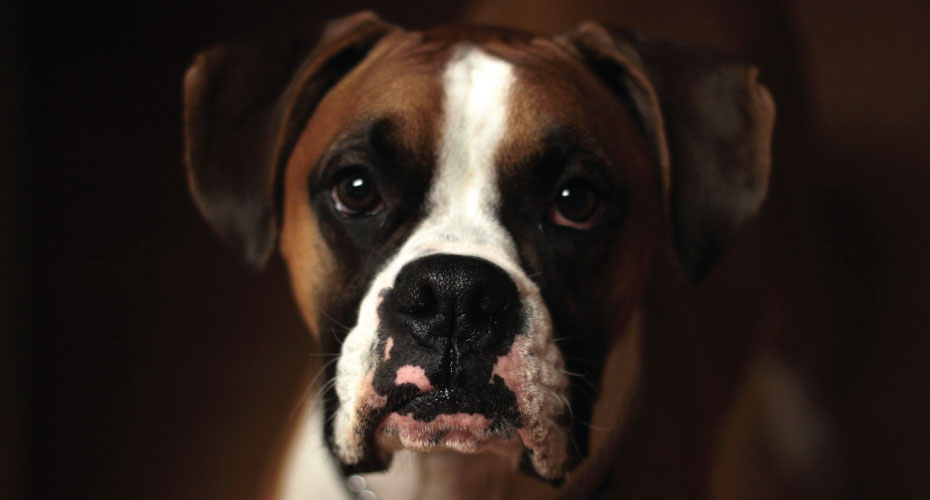Boxer Dog Looking Sad