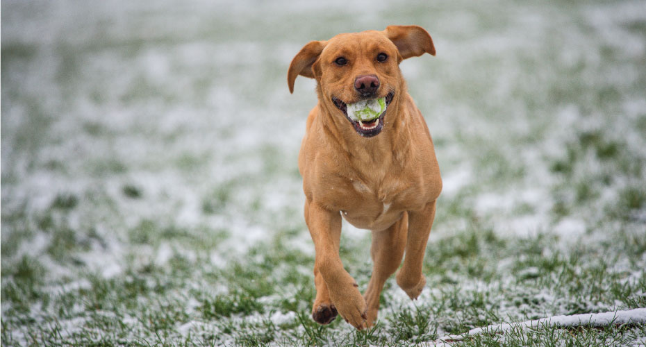 Dog running with ball in mouth