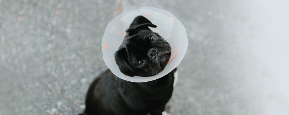 Black pug in cone 