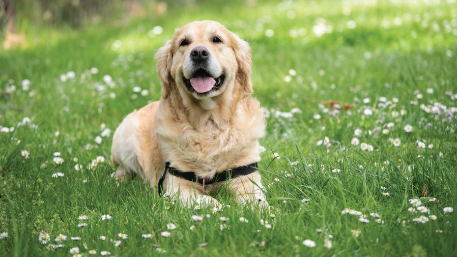 dog in grass