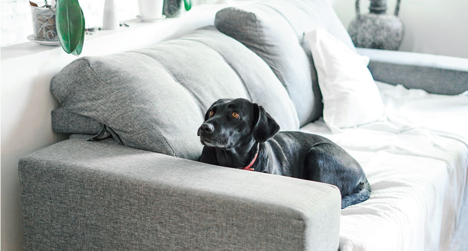 Black dog on grey couch
