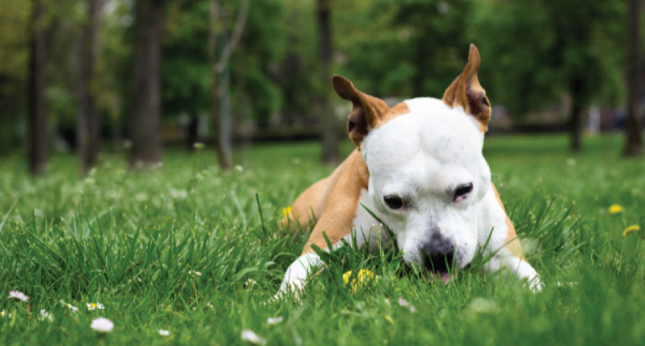 Dog eating grass