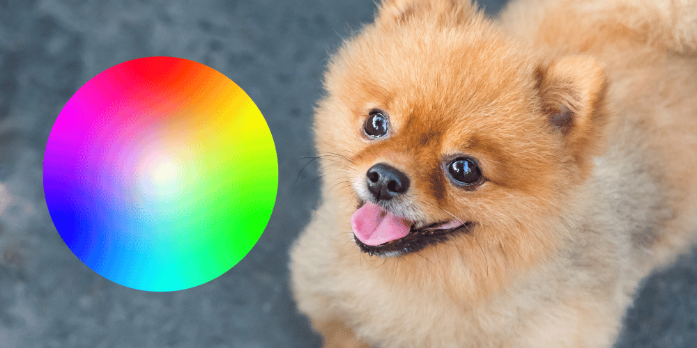 Are Dogs Actually Color Blind