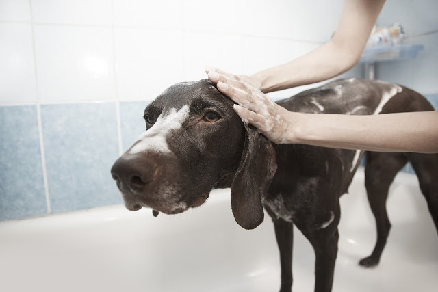 How to Make Bath Time Less Stressful for You and Your Dog!