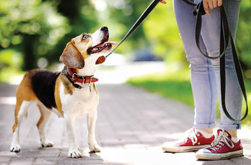 How to Stop Your Dog from Pulling on the Leash