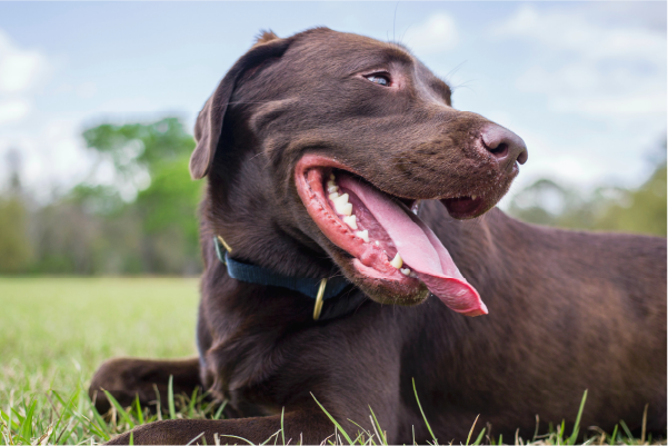 Image showcasing Why Does My Dog Have Bad Breath?