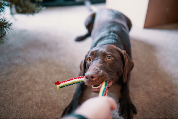 Games to Entertain Your Dog