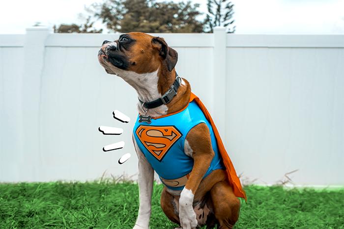 11 Funny Halloween Costumes for Dogs